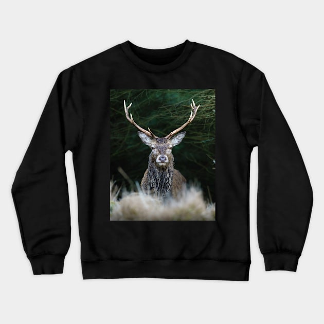 Highland Stag Crewneck Sweatshirt by TMcG72